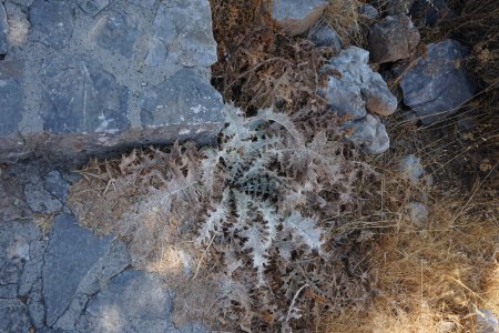 Onopordum bracteatum crece en agosto cerca de los escalones de piedra. Onopordum es un género de plantas con flores perteneciente a la familia Asteraceae. Isla de Rodas, Grecia 
