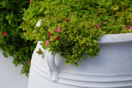 Mesembryanthemum cordifolium blüht im August. Mesembryanthemum cordifolium, Aptenia cordifolia, Baby-Sonnenrose, Herzblatt, rote Aptenia oder Apteniais, ist eine Sukkulentenart aus der Familie der Eispflanzen. Insel Rhodos, Griechenland 