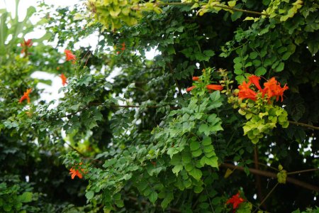 Tecoma capensis fleurit avec des fleurs orange-rouge en août. Tecomaria capensis est une espèce d'amphibiens de la famille des Bignoniaceae. île de Rhodes, Grèce 