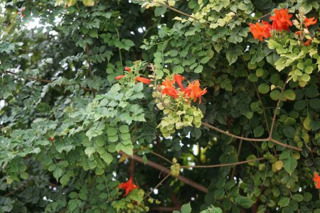 Tecoma capensis blüht im August mit orange-roten Blüten. Tecomaria capensis, das Kapgeißblatt, ist eine Blütenpflanze aus der Familie der Bignoniaceae. Insel Rhodos, Griechenland 