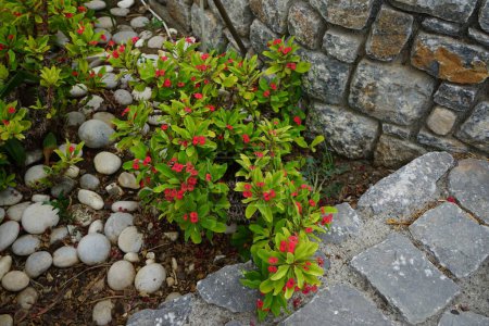 Euphorbia milii blooms with red flowers in a flowerbed in August. Euphorbia milii, the crown of thorns, Christ plant, or Christ's thorn, is a species of flowering plant in the spurge family Euphorbiaceae. Rhodes Island, Greece