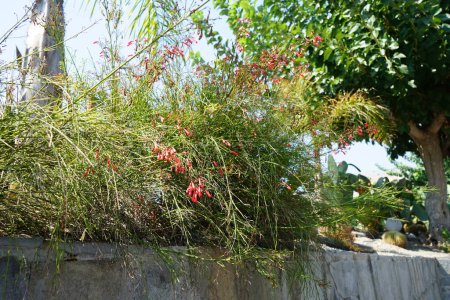 Russelia equisetiformis blooms with red flowers in August. Russelia equisetiformis, the fountainbush, firecracker plant, coral plant, coral fountain, coralblow or fountain plant, is a species of flowering plant in the family Plantaginaceae. Rhodes