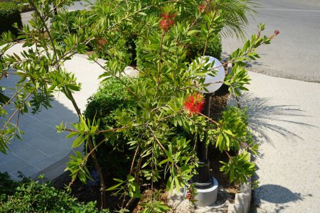 Callistemon citrinus blooms with red flowers in August. Melaleuca citrina, Callistemon citrinus, the common red bottlebrush, crimson bottlebrush, or lemon bottlebrush, is a plant in the myrtle family Myrtaceae. Rhodes Island, Greece 