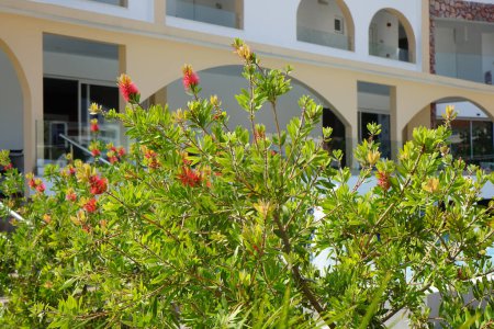 Callistemon citrinus blüht im August mit roten Blüten. Melaleuca citrina, Callistemon citrinus, die gewöhnliche rote Flaschenbürste, purpurrote Flaschenbürste oder Zitronenflaschenbürste, ist eine Pflanze aus der Familie der Myrtengewächse. Insel Rhodos, Griechenland 