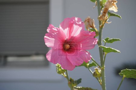 Alcea rosea fleurit en août. Alcea rosea est une plante à fleurs dicotylédones de la famille des Malvaceae. île de Rhodes, Grèce 