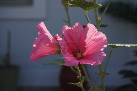 Alcea rosea florece en agosto. Alcea rosea, el hollyhock común, es una planta ornamental con flores de dicot en la familia Malvaceae. Isla de Rodas, Grecia 