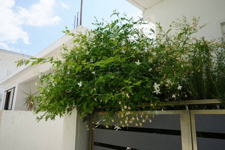 Jasminum officinale blüht im August mit weißen Blüten. Jasminum officinale, der gewöhnliche Jasmin, einfach Jasmin, echter Jasmin oder Jasmin ist eine Blütenpflanze aus der Familie der Ölgewächse. Insel Rhodos, Griechenland
