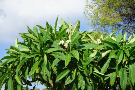 Plumeria blüht im August mit weiß-gelben Blüten. Plumeria, frangipani, ist eine Pflanzengattung aus der Familie der Apocynaceae. Insel Rhodos, Griechenland 