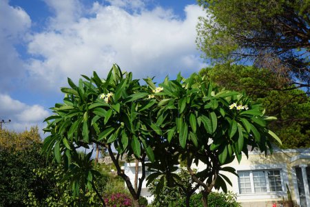 Plumeria blüht im August mit weiß-gelben Blüten. Plumeria, frangipani, ist eine Pflanzengattung aus der Familie der Apocynaceae. Insel Rhodos, Griechenland 