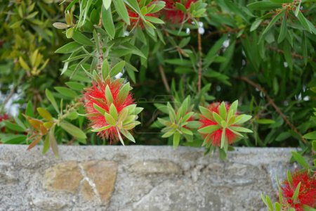 Callistemon citrinus florece con flores rojas en agosto. Melaleuca citrina, Callistemon citrinus, el cepillo de botella rojo común, el cepillo de botella carmesí o el cepillo de botella de limón, es una planta de la familia Myrtaceae. Isla de Rodas, Grecia 