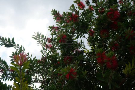 Callistemon citrinus fleurit avec des fleurs rouges en août. Melaleuca citrina, Callistemon citrinus, la brosse à bouteille rouge commune, brosse à bouteille pourpre, ou brosse à bouteille de citron, est une plante de la famille des Myrtacées. île de Rhodes, Grèce 