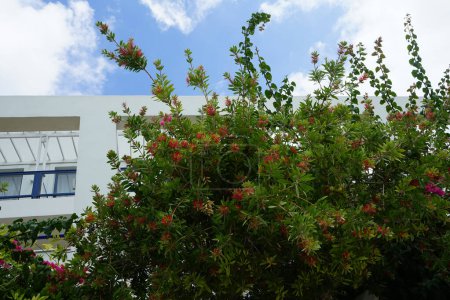 Callistemon citrinus blooms with red flowers in August. Melaleuca citrina, Callistemon citrinus, the common red bottlebrush, crimson bottlebrush, or lemon bottlebrush, is a plant in the myrtle family Myrtaceae. Rhodes Island, Greece 