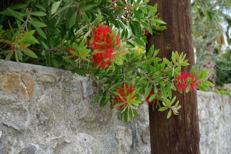 Callistemon citrinus blüht im August mit roten Blüten. Melaleuca citrina, Callistemon citrinus, die gewöhnliche rote Flaschenbürste, purpurrote Flaschenbürste oder Zitronenflaschenbürste, ist eine Pflanze aus der Familie der Myrtengewächse. Insel Rhodos, Griechenland 