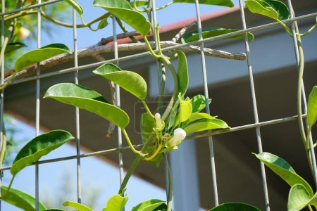 Stephanotis floribunda wächst im August. Stephanotis floribunda, S. jasminoides, der Madagaskar-Jasmin, die Wachsblume, die Hawaiianische Hochzeitsblume oder der Brautkranz ist eine Blütenpflanze aus der Familie der Apocynaceae. Insel Rhodos, Griechenland