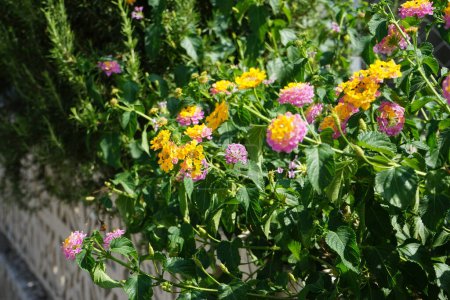 Lantana camara blooms in August. Lantana camara, common lantana, Spanish flag, big-, wild-, red-, white-sage, korsu wiri, korsoe wiwiri, Thirei, is a species of flowering plant within the verbena family Verbenaceae. Rhodes Island, Greece 