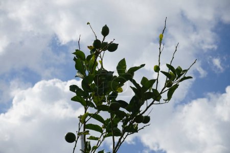 Citrus x Limone mit Früchten wächst im August. Die Zitrone, Citrus x limon, ist eine Art kleiner immergrüner Baum aus der Familie der Blütengewächse Rutaceae. Insel Rhodos, Griechenland 