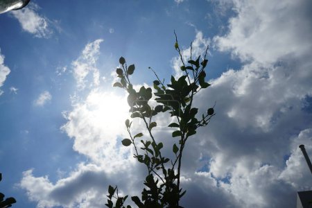 Agrumes x limon arbre avec des fruits pousse en Août. Citrus x limon est une espèce de passereaux de la famille des Rutaceae. île de Rhodes, Grèce 