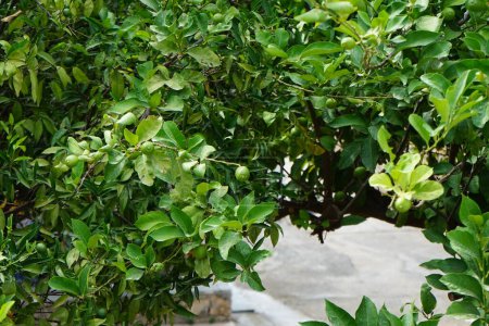 Citrus x Limone mit Früchten wächst im August. Die Zitrone, Citrus x limon, ist eine Art kleiner immergrüner Baum aus der Familie der Blütengewächse Rutaceae. Insel Rhodos, Griechenland 