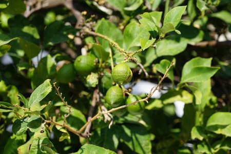 Citrus x limon tree with fruits grows in August. The lemon, Citrus x limon, is a species of small evergreen tree in the flowering plant family Rutaceae. Rhodes Island, Greece 