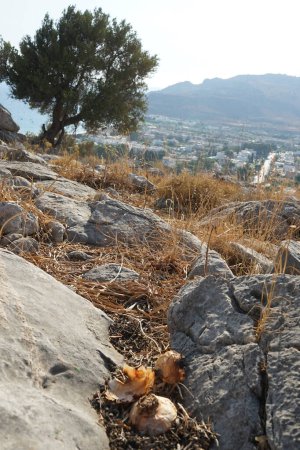 Bulbs lie among the stones on Lardos hill. Allium is a genus of monocotyledonous flowering plants. Rhodes Island, Greece