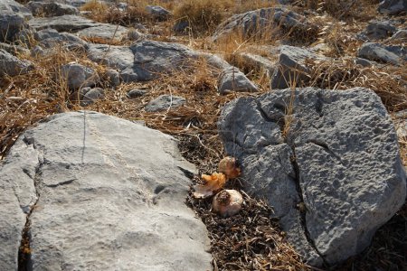 Zwiebeln liegen zwischen den Steinen auf dem Lardos-Hügel. Allium ist eine Gattung monokotyledoner Blütenpflanzen. Insel Rhodos, Griechenland