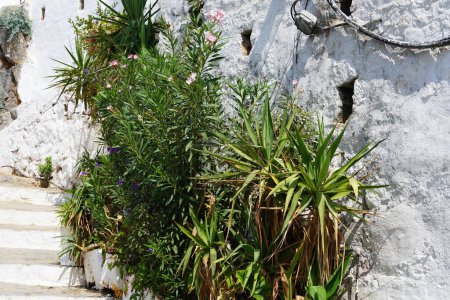 Nerium oleander y Ruellia simplex florecen en agosto. Nerium oleander, oleander o nerium, es un arbusto o pequeño árbol cultivado en todo el mundo en áreas templadas y subtropicales como planta ornamental y paisajística. Isla de Rodas, Grecia