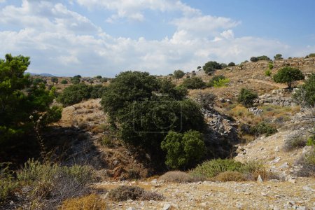 El árbol de Olea europaea con frutos crece en agosto. Olea europaea es una especie de olivo perteneciente a la familia Oleaceae, que se encuentra en la cuenca del Mediterráneo. Isla de Rodas, Grecia 