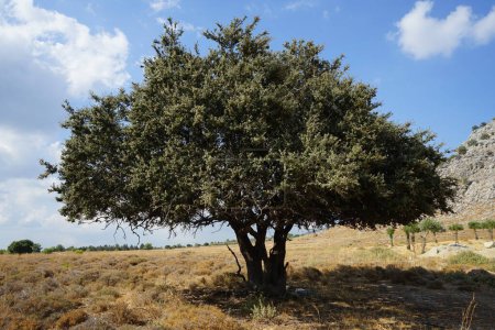Quercus ilex wächst im August auf einem Hügel in der Nähe des Dorfes Lardos. Quercus ilex, die immergrüne Eiche, Stechpalme oder Steineiche ist eine große immergrüne Eiche aus dem Mittelmeerraum. Insel Rhodos, südliche Ägäis, Griechenland