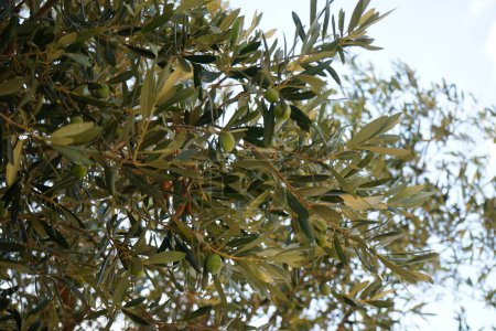 Photo for Olea europaea tree with fruits grows in August. The olive, Olea europaea, meaning 'European olive', is a species of small tree or shrub in the family Oleaceae, found in the Mediterranean Basin. Rhodes Island, Greece - Royalty Free Image