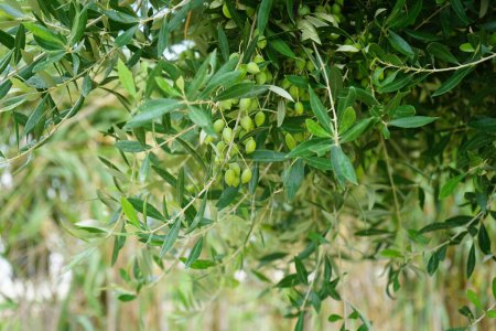 Olea europaea Baum mit Früchten wächst im August. Die Olea europaea, was "Europäische Olive" bedeutet, ist eine Art kleiner Baum oder Strauch aus der Familie der Oleaceae, die im Mittelmeerraum vorkommt. Insel Rhodos, Griechenland 