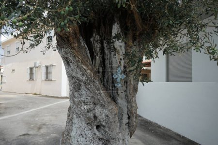Ein bemaltes Zierkreuz hängt im August in Lardos am Stamm eines Olea europaea-Baumes mit Früchten. Die Olea europaea, was "Europäische Olive" bedeutet, ist eine Art kleiner Baum oder Strauch aus der Familie der Oleaceae. Insel Rhodos, Griechenland