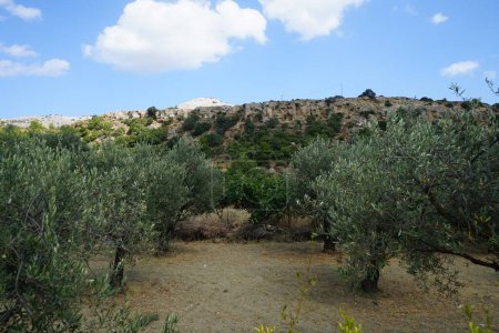 Photo for Olea europaea tree with fruits grows in August. The olive, Olea europaea, meaning 'European olive', is a species of small tree or shrub in the family Oleaceae, found in the Mediterranean Basin. Rhodes Island, Greece - Royalty Free Image