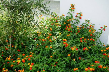 Lantana camara fleurit en août. Lantana camara, lantana commune, drapeau espagnol, grande, sauvage-, rouge, sauge blanche, korsu wiri, korsoe wiwiri, Thirei, est une espèce de plante à fleurs. île de Rhodes, Grèce 