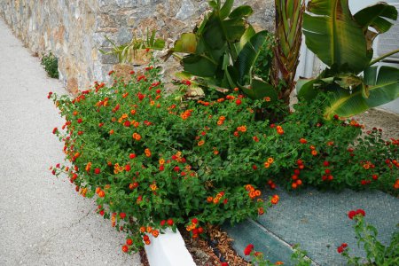 Lantana camara fleurit en août. Lantana camara, lantana commune, drapeau espagnol, grande, sauvage-, rouge, sauge blanche, korsu wiri, korsoe wiwiri, Thirei, est une espèce de plante à fleurs. île de Rhodes, Grèce 