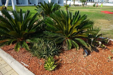 Cycas revoluta palmiers poussant dans un parterre de fleurs en Septembre. Cycas revoluta, Sotetsu, sago palm, king sago, sago cycad, Japanese sago palm est une espèce de gymnosperme de la famille des Cycadaceae. île de Rhodes, Grèce