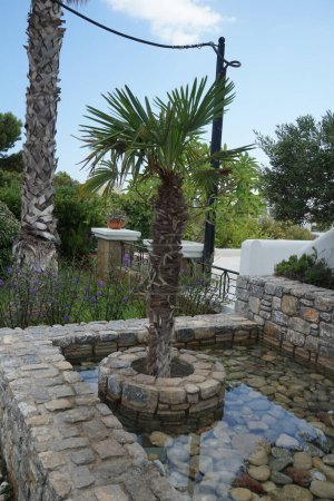 Photo for Trachycarpus fortunei 'Wagnerianus' palm grows in August. Trachycarpus fortunei, the Chinese windmill palm, windmill palm or Chusan palm, is a species of hardy evergreen palm tree in the family Arecaceae. Rhodes Island, Greece - Royalty Free Image