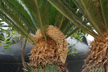 Palmera Cycas revoluta con cono reproductivo masculino creciendo en agosto. Cycas revoluta, Sotetsu, sago palm, king sago, sago cycad, Japanese sago palm es una especie de gimnospermo de la familia Cycadaceae. Isla de Rodas, Grecia 