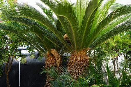 Cycas revoluta palmier avec cône reproducteur mâle croissant en août. Cycas revoluta, Sotetsu, sago palm, king sago, sago cycad, Japanese sago palm est une espèce de gymnosperme de la famille des Cycadaceae. île de Rhodes, Grèce 