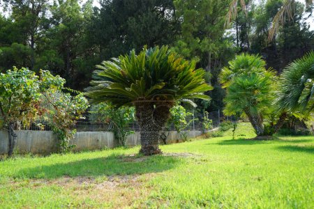 Cycas revoluta-Palme mit männlichem Fortpflanzungskegel, der im August wächst. Cycas revoluta, Sotetsu, Sagopalme, Königspalme, Sagopalme, Japanische Sagopalme ist eine Art von Gymnosperm aus der Familie der Cycadaceae. Insel Rhodos, Griechenland 