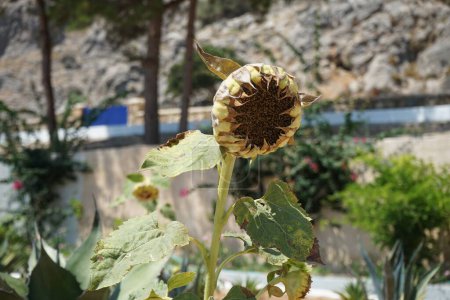Helianthus annuus, Agave americana und andere Pflanzen wachsen im August in einem Beet. Helianthus annuus, die gewöhnliche Sonnenblume, ist eine große einjährige Pflanze der Gattung Helianthus. Insel Rhodos, Griechenland