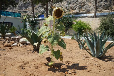 Helianthus annuus, Agave americana and other plants grow in a flowerbed in August. Helianthus annuus, the common sunflower, is a large annual forb of the genus Helianthus. Rhodes Island, Greece