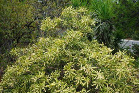 Euphorbia dendroides pousse en août. Euphorbia dendroides est un petit arbre ou grand arbuste de la famille des Euphorbiaceae qui pousse dans les climats semi-arides et méditerranéens. île de Rhodes, Grèce