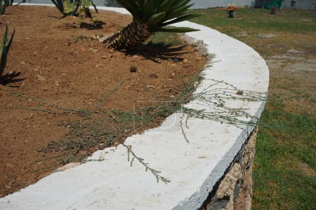 Polygonum aviculare pousse en août. Polygonum aviculare est une plante apparentée au sarrasin et au quai, qui pousse à la fois dans l'herbe à noeuds commune, dans l'herbe à noeuds prostrée, dans l'herbe à oiseaux, dans l'herbe à pigeonnier et dans l'herbe basse. île de Rhodes, Grèce