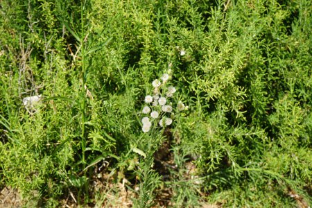 Conyza bonariensis mit flauschigen Samen wächst im August. Erigeron bonariensis, Conyza bonariensis, Flachsflöhe, wellige Flohgewächse, Argentinische Flohgewächse, Asthmakräuter und behaarte Flohgewächse gehören zur Familie der Asteraceae. Rhodos, Griechenland
