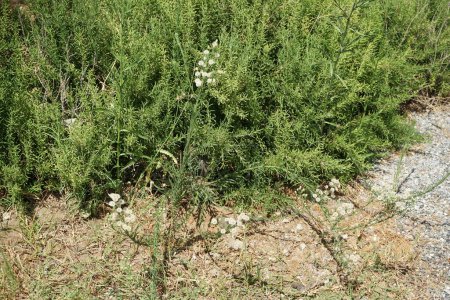 Conyza bonariensis avec des graines duveteuses pousse en août. Erigeron bonariensis, Conyza bonariensis, puces à feuilles de lin, puces à feuilles ondulées, puces argentines, asthme et puces poilues, est une espèce de la famille des Asteraceae. Rhodes, Grèce
