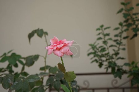 Floribunda rose, Rosa 'Queen Elizabeth' blooms with pink flowers in August. Rose is a woody perennial flowering plant of the genus Rosa, in the family Rosaceae. Rhodes Island, Greece 