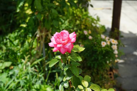 Rosa híbrida de té, Rosa 'Eliza' florece flores rosadas en agosto. Rose es una planta leñosa perenne del género Rosa, perteneciente a la familia Rosaceae. Isla de Rodas, Grecia