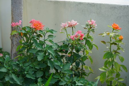 Rosensträucher blühen im August mit rosa und orangen Blüten. Rose ist eine holzige mehrjährige Blühpflanze der Gattung Rosa aus der Familie der Rosengewächse. Insel Rhodos, Griechenland