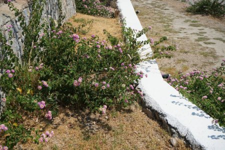 Téléchargez les photos : Lantana camara fleurit en août. Lantana camara, lantana commune, drapeau espagnol, grande, sauvage-, rouge, sauge blanche, korsu wiri, korsoe wiwiri, Thirei, est une espèce de plante à fleurs. île de Rhodes, Grèce - en image libre de droit