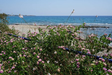 Photo for Lantana camara blooms in August. Lantana camara, common lantana, Spanish flag, big-, wild-, red-, white-sage, korsu wiri, korsoe wiwiri, Thirei, is a species of flowering plant. Rhodes Island, Greece - Royalty Free Image